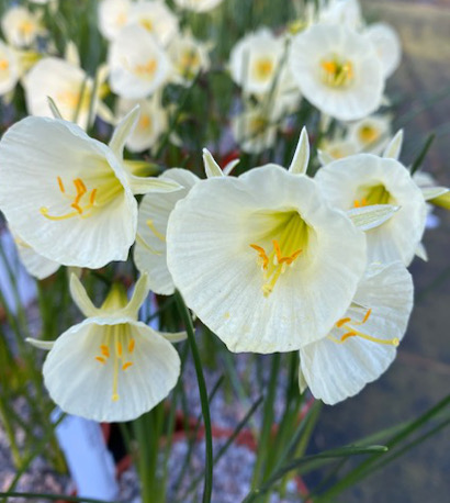 Narcissus bulbocodium 'Arctic Bells'